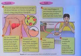 Tikus tikus adalah vektor vektor penyakit penyakit berbahay berbahayaa sepert sepertii leptos leptospir pirosi osis, s, sampar sampar (pes<b> , thypus thypus. Penyakit Berjangkit Dan Penyakit Tidak Berjangkit