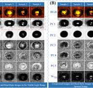 Hyperspectral reflectance imaging for simultaneous detection ...