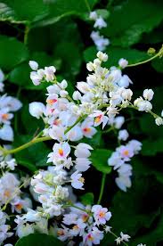 Antigonon Leptopus Alba Local Name Cadena De Amor Pretty Flowers Flowers Perennials Beautiful Flowers