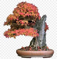 Check spelling or type a new query. Acer Buergerianum Japanese Maple Red Maple Bonsai Tree Png 2480x2557px Acer Buergerianum Acer Atropurpureum Acer Japonicum