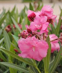 Image result for Nerium