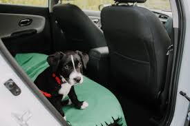 Get the best deals on dog car seat covers. The 8 Best Dog Seat Covers Of 2021