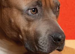 Pitbull and melanie pfirrman, iamchino — suda (2020). American Pitbull Terrier