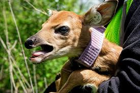 Juvenile White Tailed Deer Survival Chronic Wasting Disease Project