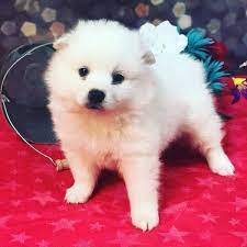 Maybe you would like to learn more about one of these? Puppy American Eskimo Puppies For Sale Craigslist Facebook