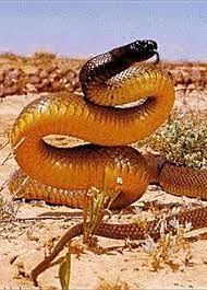 The Inland Taipan Or Better Known As The Fierce Snake This Snake Is Considered The Most Venomous Snake In The World Drop For Drop Is By Far The Mos Serpientes