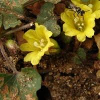 Image result for Merremia emarginata