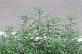 Image result for Phyllanthus fraternus