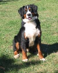 We did not find results for: Bernese Mountain Dog Puppy Dog Ideas