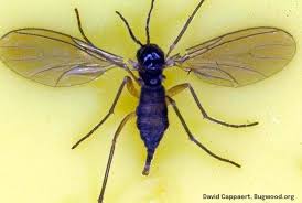 Image result for Gnidia virescens