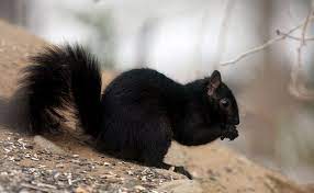 Black Squirrel Ii Black Squirrel Melanistic Animals Cute Squirrel
