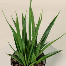 Image result for Sansevieria kirkii