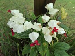 Image result for Clerodendrum rotundifolium