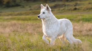 We look forward to hearing from you! White German Shepherd Dog Breed Info Puppy Prices More