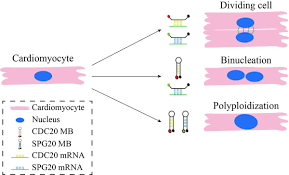 For example, animal cells undergo an open mitosis, where the nuclear envelope breaks down before the chromosomes separate, while fungi such as aspergillus nidulans and saccharomyces cerevisiae undergo a closed mitosis, where chromosomes divide within an intact cell nucleus. Isolation Of Cardiomyocytes Undergoing Mitosis With Complete Cytokinesis Circulation Research