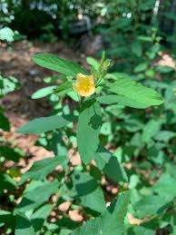 Image result for Sida rhombifolia
