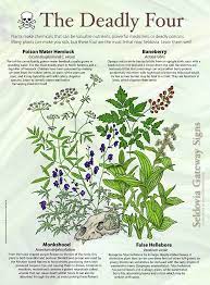 Pin By Kerry Evans On Gardening Deadly Plants Plants Poisonous Plants