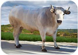 Sulle mascelle vi è uno spazio libero dai denti, chiamato barra, simile al diastema del coniglio e degli altri roditori. Le Caratteristiche Del Bue Domestico Il Mondo Degli Animali