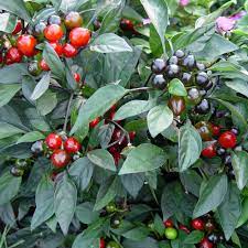 We did not find results for: Black Pearl Ornamental Pepper Plant