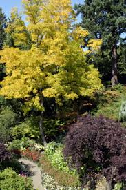 Pinnately compound leaves with ovate to oblong leaflets. A Love Affair Gone Awry Why I Won T Plant Robinia Pseudocacia In My Garden Again