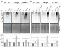 Biomolecules Free Full Text Cop9 Signalosome Interaction