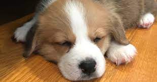 Corgi puppies for sale albany ny. Home Hudson Valley Corgis Corgi Breeder In New York