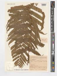 Image result for Cyclosorus striatus