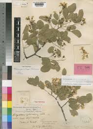 Image result for Pterocarpus lucens