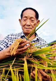 Hybrid rice has since been grown in dozens of countries in africa, america, and asia—providing a robust food source. Edyrrtgdfmp9dm