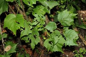 Image result for Dombeya kirkii