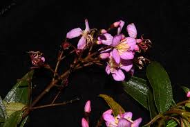 Image result for Dichaetanthera corymbosa