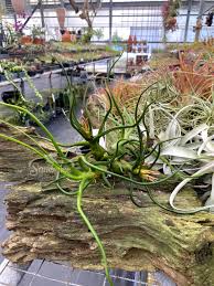 Image result for Bulbostylis clarkeana