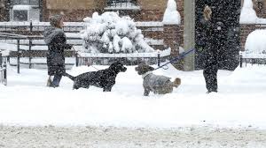 How To Keep Your Pets Safe In Frigid Cold Weather Abc News Find images of cold morning. pets safe in frigid cold weather