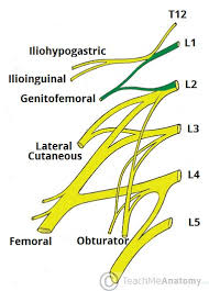 the lumbar plexus spinal nerves branches teachmeanatomy