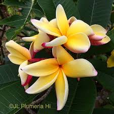 Pin On Pua Melia My All Time Favorite