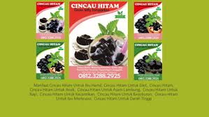 Tanaman calincing yang masih segar, 30 gram. Ppt 0812 3288 2925 Cincau Hitam Bubuk Cincau Hitam Asli Cincau Hitam Malangitam Ubat Darah Tinggi Pptx Cincau Hitam Lengkong Academia Edu