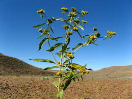 Image result for Flaveria bidentis