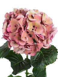 Learn the translation for 'hortensie' in leo's english ⇔ german dictionary. Hortensien Online Bestellen Altrosa Hochzeit Hortensien Und Blumen Geben