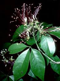 Image result for Crateva