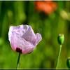 Mini artificiel réel coquelicots tactiles fleurs décoratives bouquet pour home décor. Https Encrypted Tbn0 Gstatic Com Images Q Tbn And9gctcgwo2dnza23mneerqqahtmubg Hj9shfnkgwv Kwlsq68ahh Usqp Cau