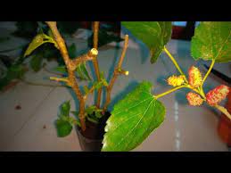 We did not find results for: How To Grow Mulberry Tree From Cutting Youtube