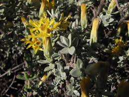 Image result for Pteronia acuminata