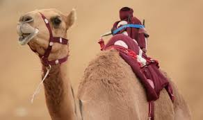 But it is not hard to spot if you know what to look for. Muslim Women Must Have Sex With Their Husbands Even On Camels Claims Cleric World News Express Co Uk