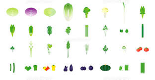 野菜のイラスト葉物実物32種 イラスト素材 2621191 フォトライブラリー Photolibrary