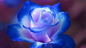 We did not find results for: Immagini Di Rose Per Lo Sfondo Del Desktop Sfondo Hd Wallpaperbetter