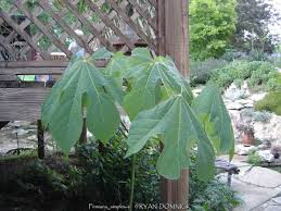 Image result for Firmiana