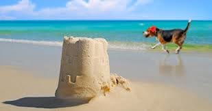 25 best dog friendly beaches in florida