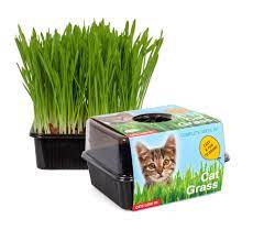 Totalgreen Holland Amazing Cat Grass Grow Kit Grow Your Own Pet Grass From Seed Indoor In Just 5 Days Vegan Cat Treat Uniqu Pet Grass Cat Grass Dog Safe Plants