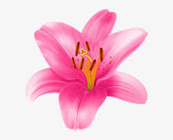 Maybe you would like to learn more about one of these? Cliparts Stargazer Lilly Pink Lily Flower Png 600x597 Png Download Pngkit