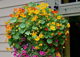 Forum Di Giardinaggio Un Quadrato Di Giardino Coltivare I Fiori Giardino Pensile Cestino Da Appendere